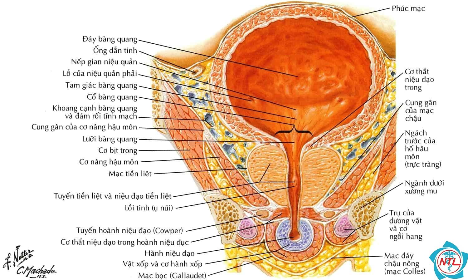 bàng quang thần kinh - Image 5