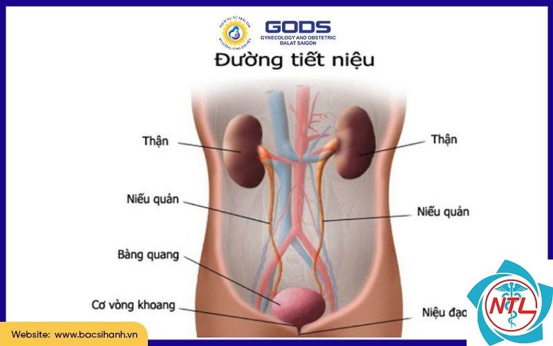 bệnh đường tiết niệu - Image 5