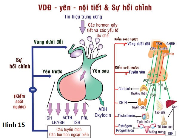 bệnh nội tiết - Image 2
