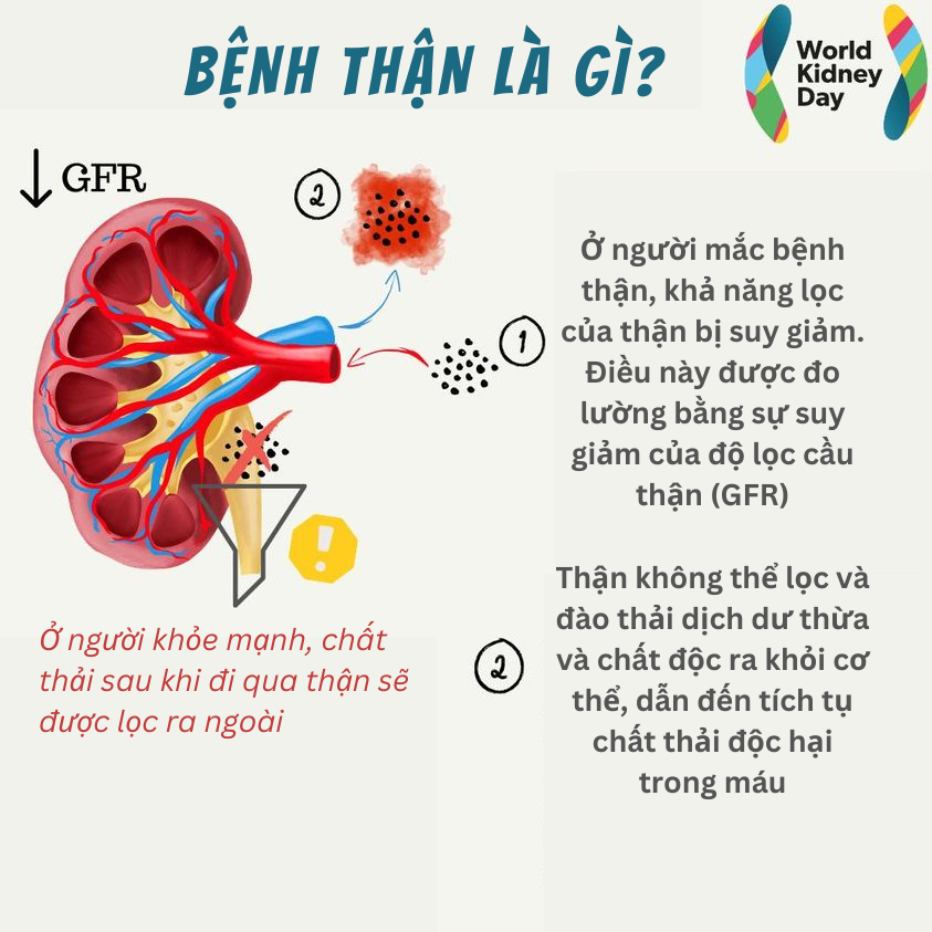 bệnh thận mạn là gì - Image 4