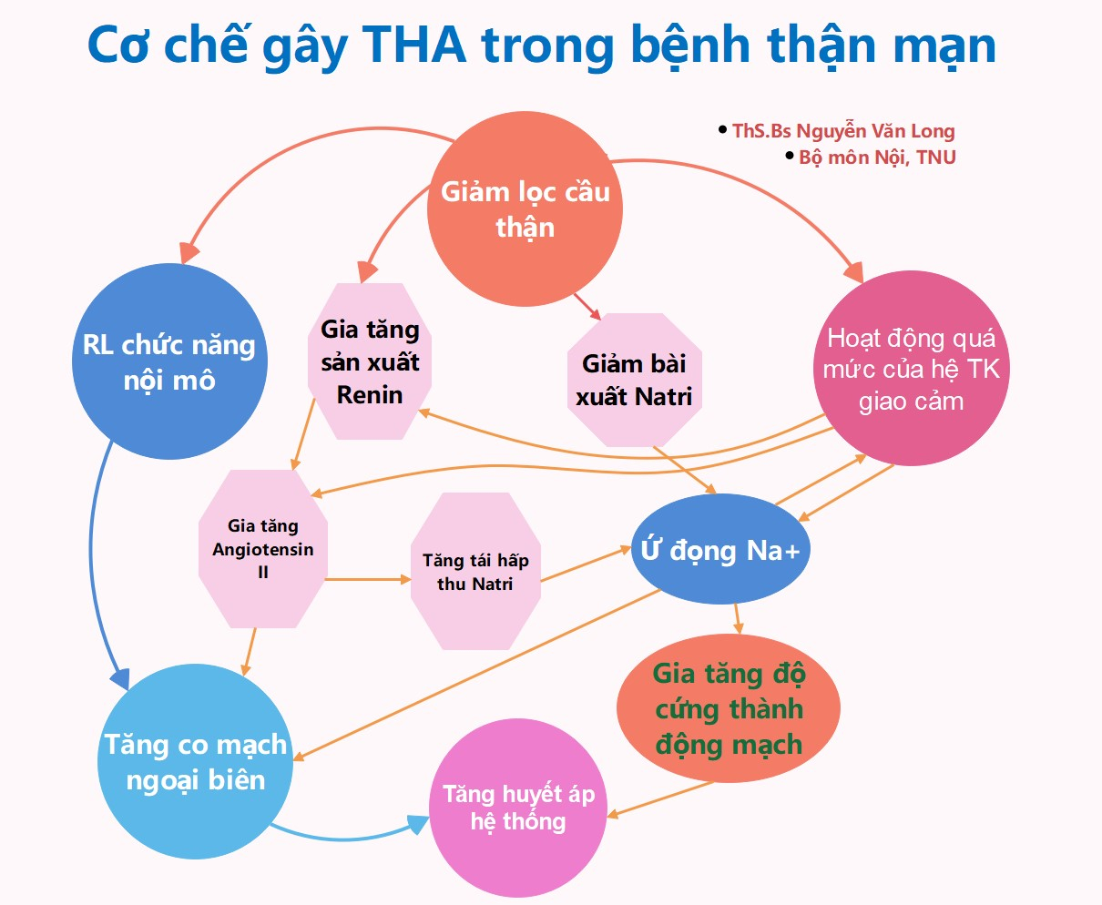 bệnh thận mạn và tăng huyết áp - Image 3