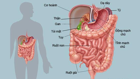 bệnh tiêu hóa nội khoa - Image 2