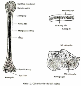 các loại xương - Image 2