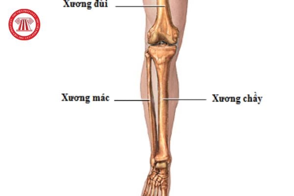 cẳng chân là chỗ nào