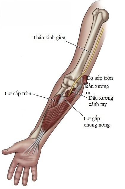 cẳng tay ở đâu