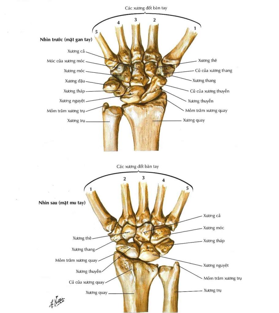 cấu tạo cổ tay - Image 5