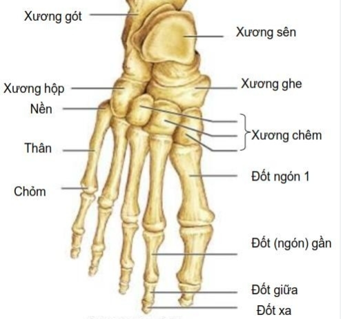 cấu tạo xương bàn chân - Image 3