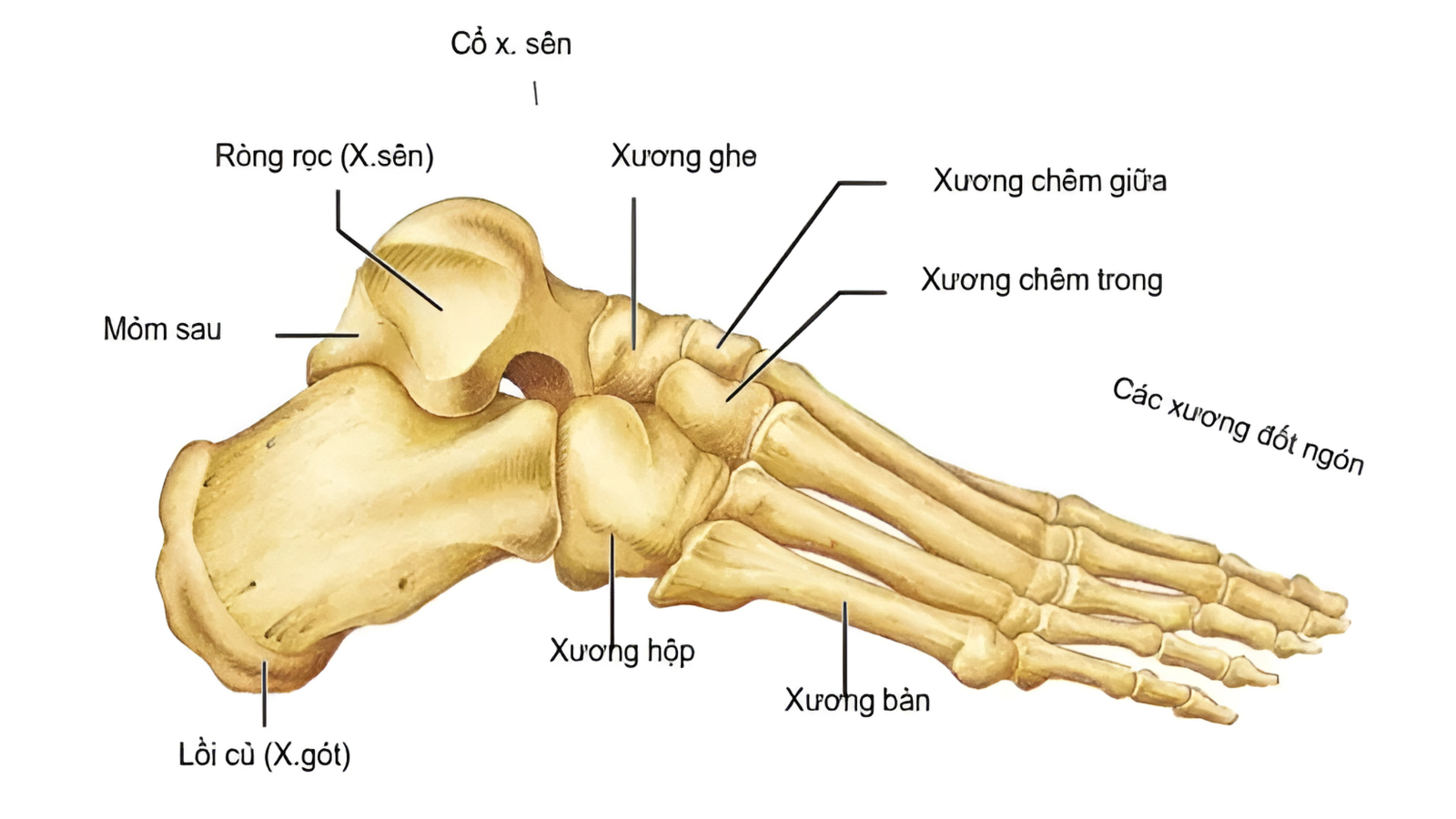 cấu tạo xương bàn chân - Image 1