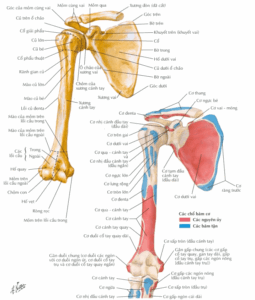 cấu tạo xương cánh tay