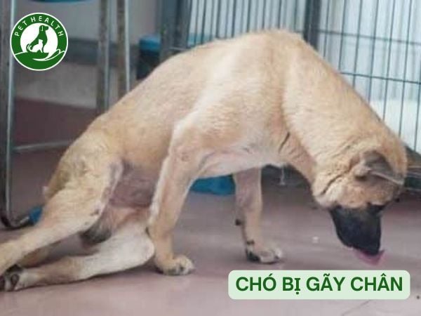 cho bi gay xuong - Image 4