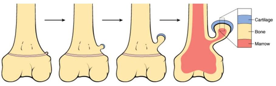 chồi xương - Image 3
