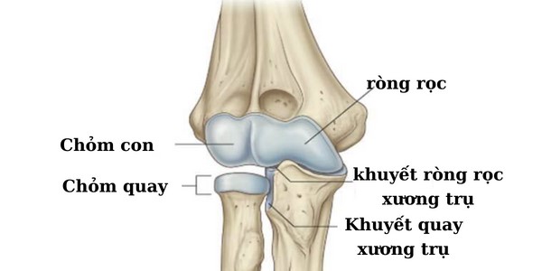 chỏm xương trụ - Image 3