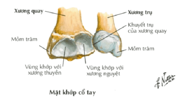 chỏm xương trụ - Image 5