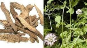 chữa gãy xương bằng thuốc nam