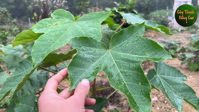 chữa gãy xương bằng thuốc nam - Image 4