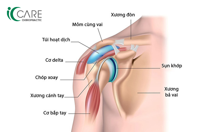cơ chế gãy xương vai - Image 4