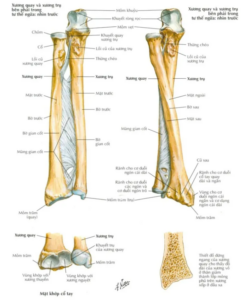 cổ phẫu thuật xương cánh tay