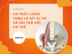 cơ thắt lưng chậu