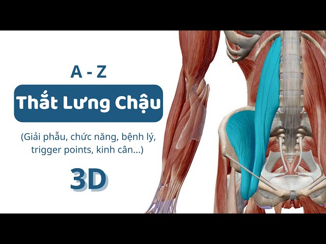 cơ thắt lưng chậu - Image 5