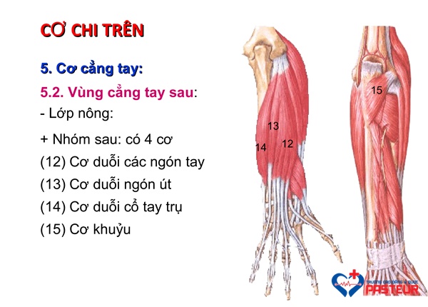 cơ vùng cẳng tay - Image 5