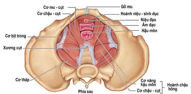 cơ xương chậu nằm ở đâu - Image 4