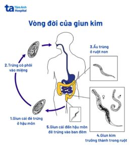 con giun kim