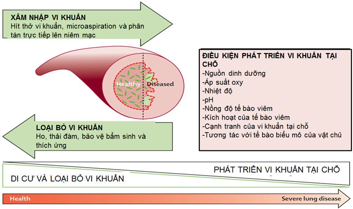 copd đợt cấp do nhiễm trùng - Image 3