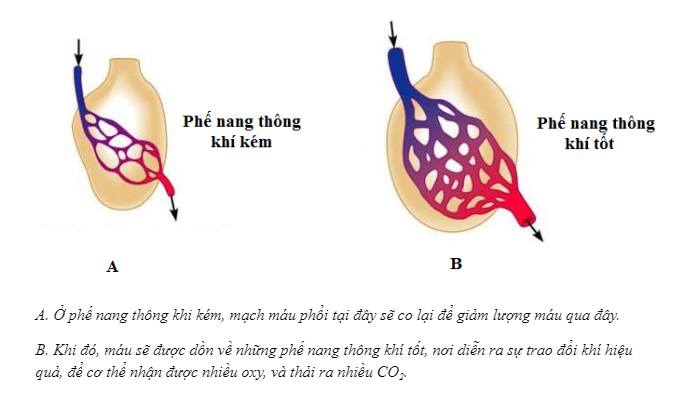 copd kèm suy tim - Image 3