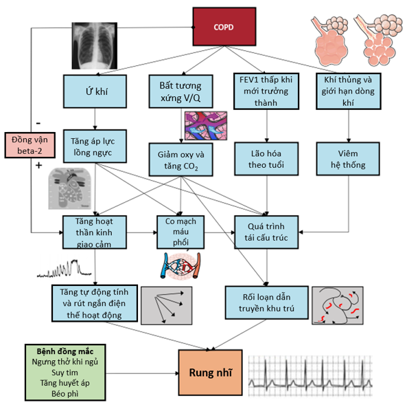 copd kèm tăng huyết áp - Image 3