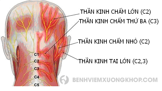 đau xương sau tai phải - Image 5