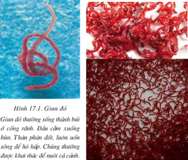 diệt giun trong nhà vệ sinh
