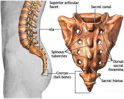 đốt sống cùng