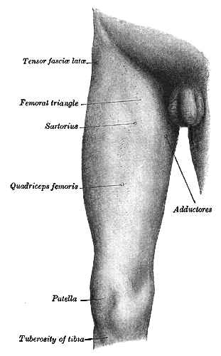 đùi - Image 2