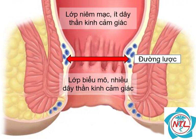 đường lược là gì - Image 2