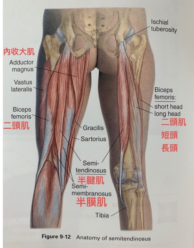 gân kheo nằm ở vị trí nào trên chân - Image 4