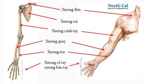 gãy xương cánh tay bao lâu thì lành - Image 2