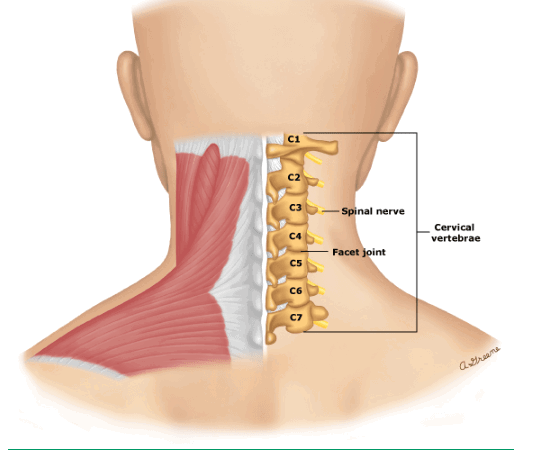 gãy xương cổ có chết không - Image 5