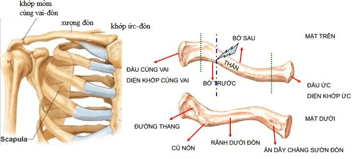 gãy xương đòn và cách điều trị - Image 4