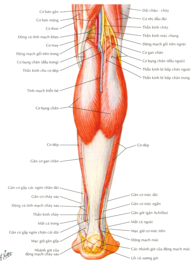 giải phẫu cẳng chân - Image 2