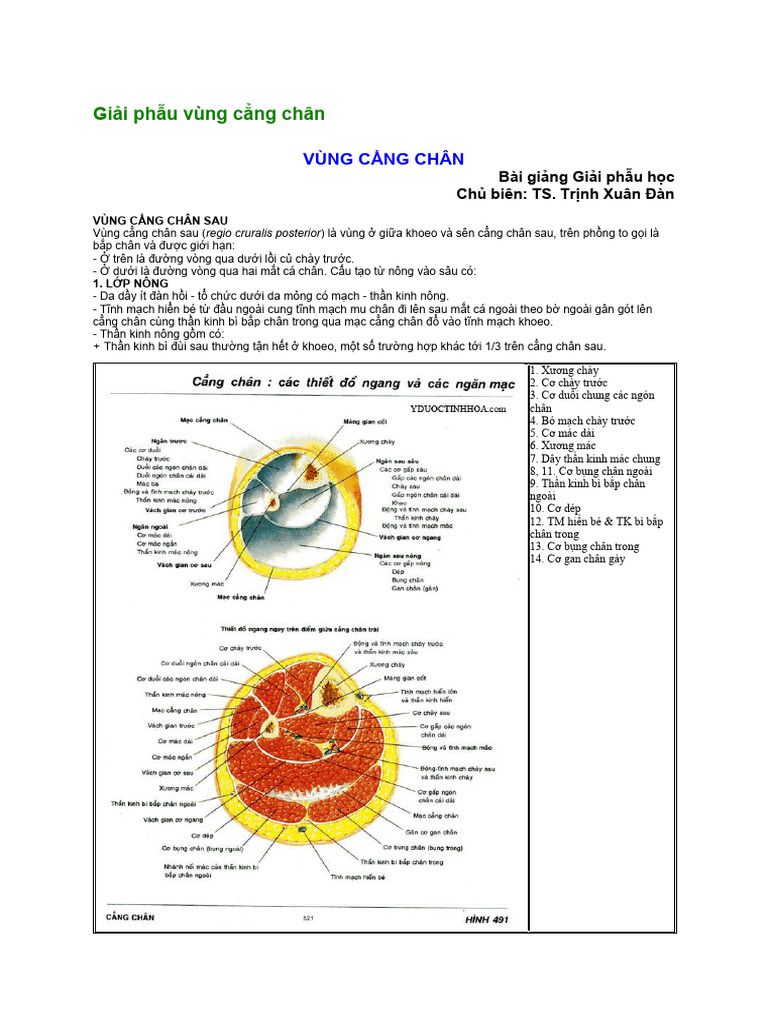 giải phẫu cẳng chân - Image 5