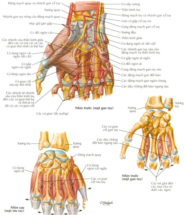 giải phẫu cơ cẳng tay - Image 3