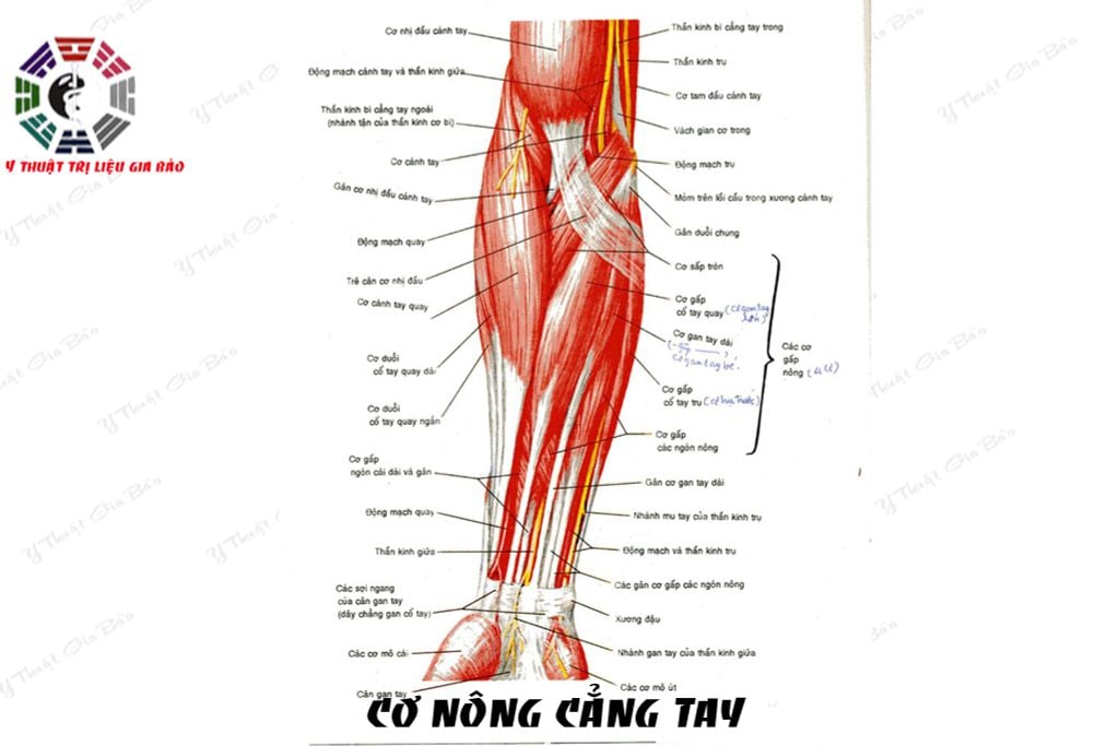 giải phẫu cơ cẳng tay - Image 4