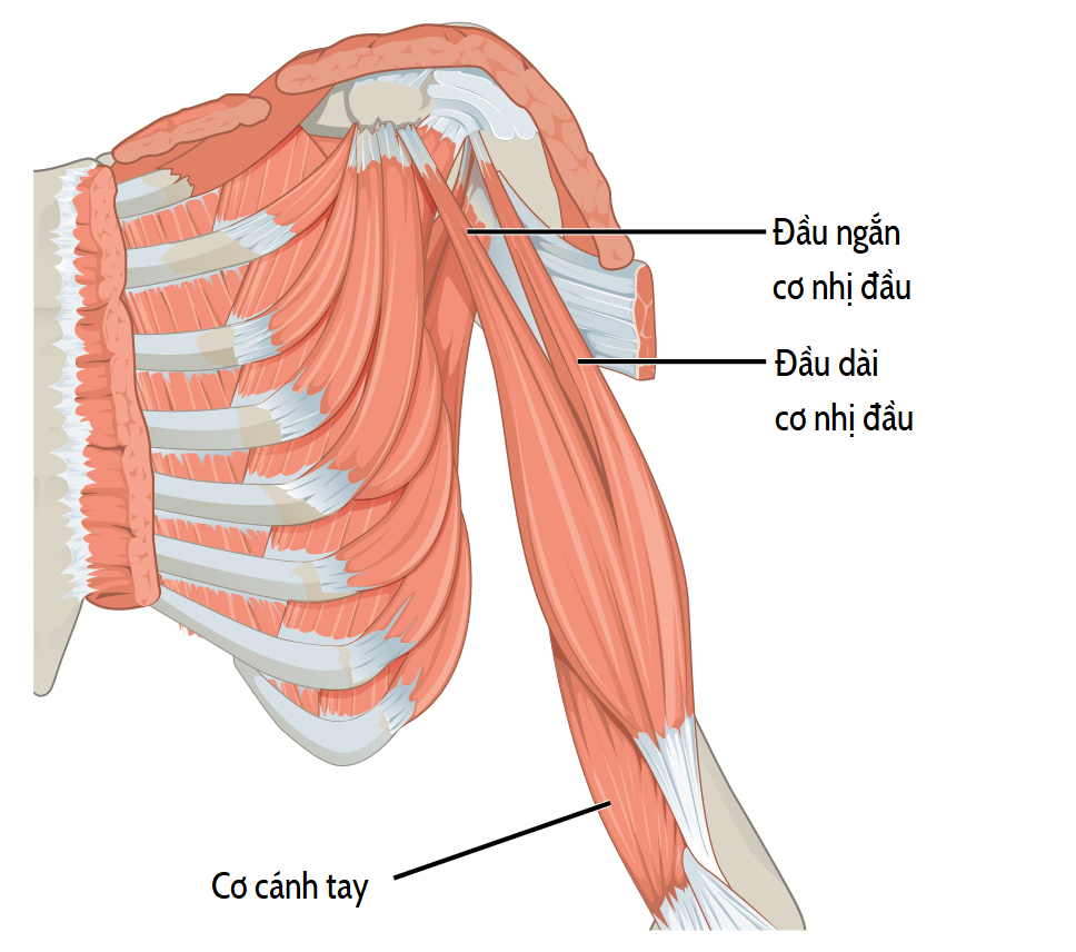 giải phẫu cơ cánh tay - Image 2