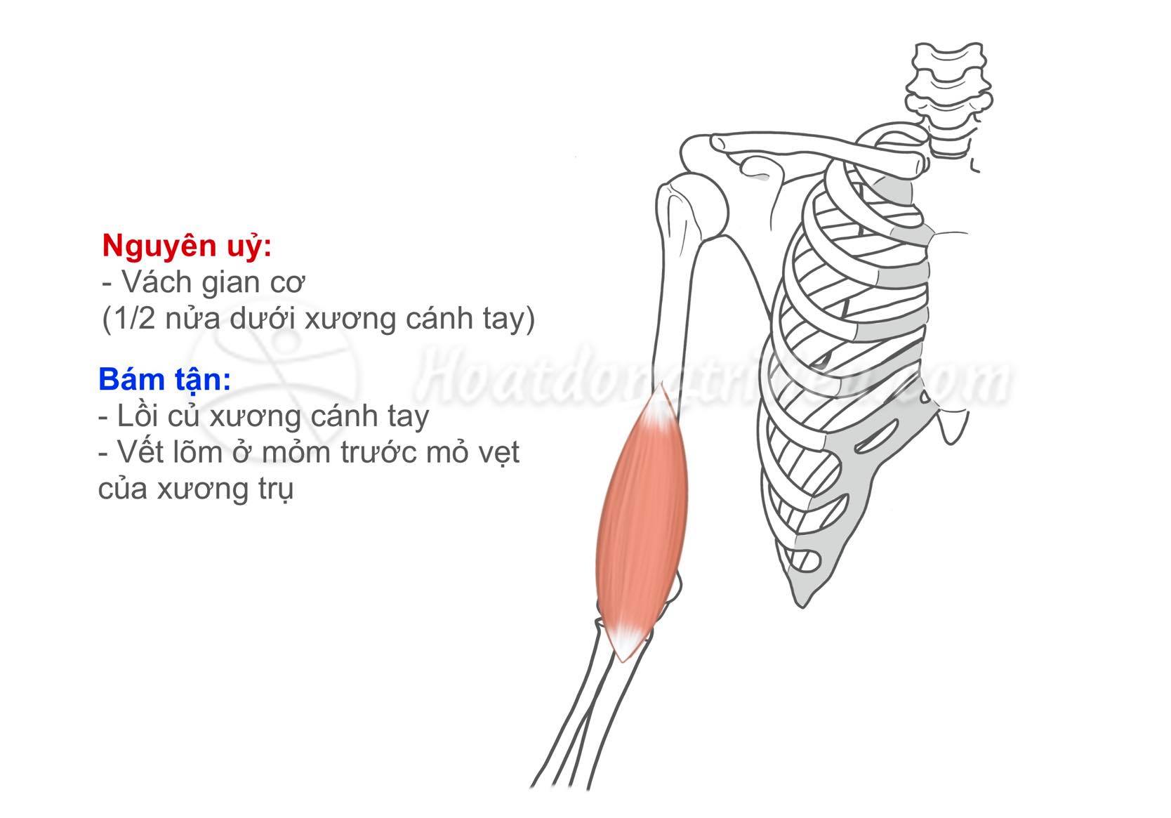 giải phẫu cơ cánh tay - Image 5