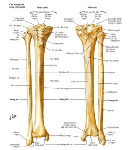 giải phẫu xương cẳng chân