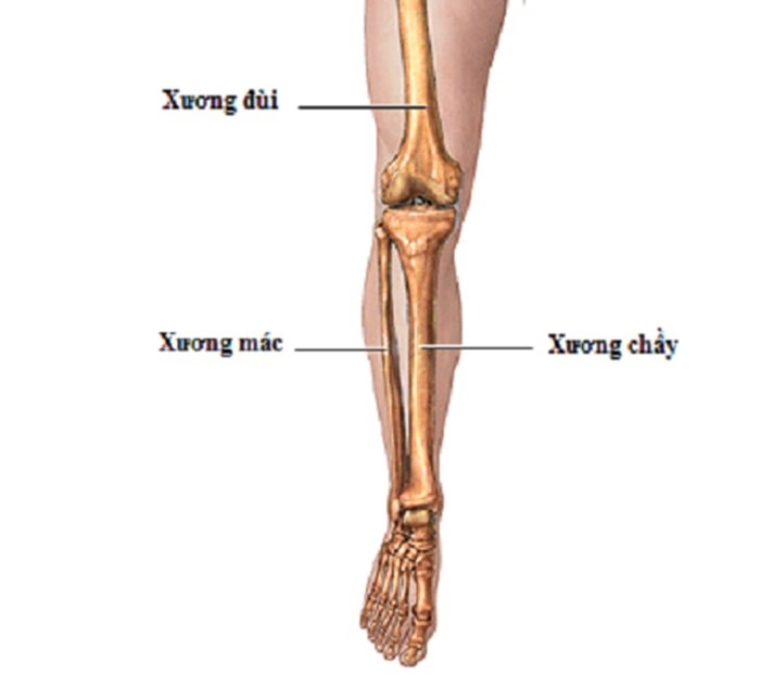 giải phẫu xương cẳng chân - Image 2