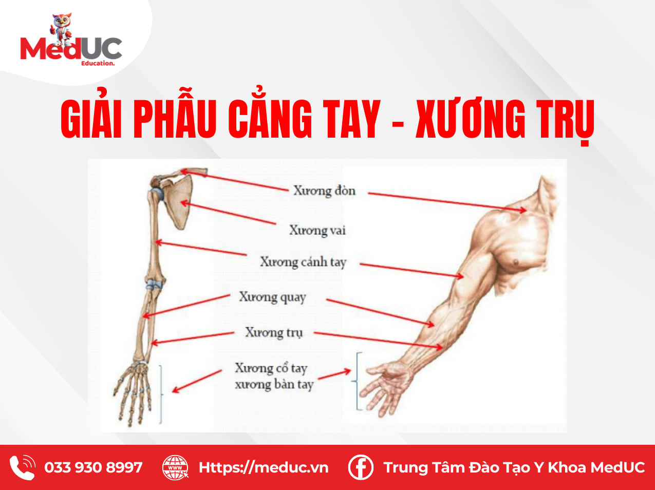 giải phẫu xương cẳng tay - Image 2