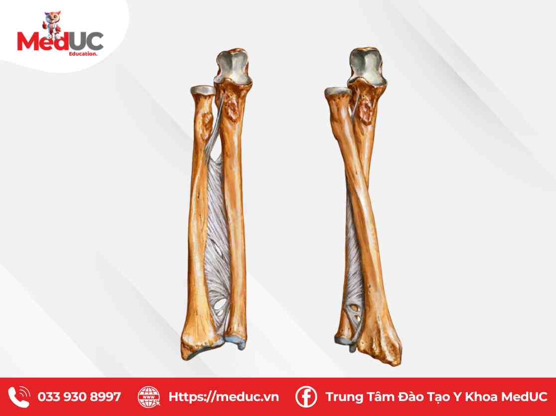giải phẫu xương cẳng tay - Image 3