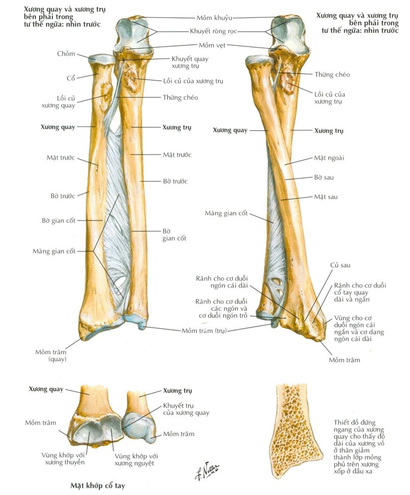 giải phẫu xương cẳng tay