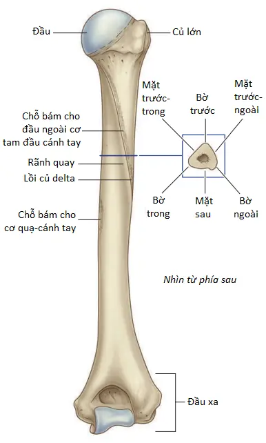 giải phẫu xương cánh tay - Image 4